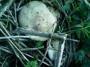 IMG0169A.jpg