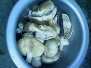 IMG0170A.jpg