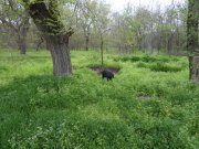 SAM_0460.JPG