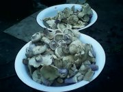 IMG0179A.jpg