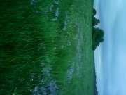 IMG0177A.jpg