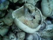 IMG0180A.jpg