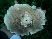IMG0175A.jpg
