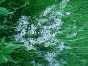 IMG0178A.jpg
