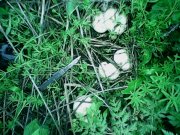 IMG0171A.jpg