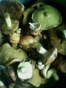 IMG0188A.jpg