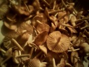 IMG0182A.jpg