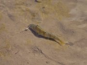 DSC03250.JPG