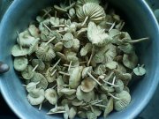 IMG0193A.jpg