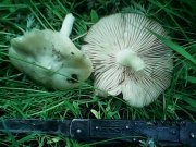 IMG0191A.jpg