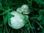 IMG0189A.jpg