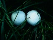IMG0195A.jpg