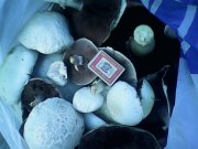 IMG0197A.jpg