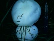 IMG0196A.jpg