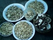 IMG0198A.jpg