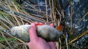 WP_20150517_006.jpg