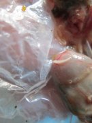 IMG_0022.JPG