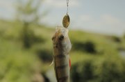 _MG_1127.JPG