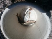 20150523_115426_Далекая ул..jpg