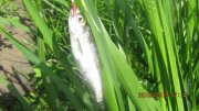 IMG_0179.JPG