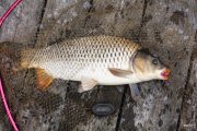 20150522_Fishing_Gorodyshche_021.jpg