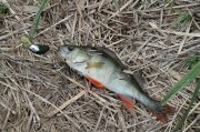 IMG_2536.JPG