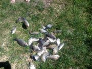 IMG_20150603_115305.jpg