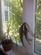 IMG_20150607_092511.jpg
