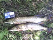 IMG_20150701_113931.jpg
