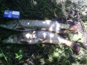 IMG_20150701_113950.jpg