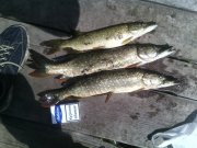 IMG_20150701_132858.jpg
