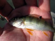 IMG_7054.jpg