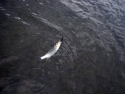 IMG_7126.jpg