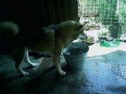 IMG0241A.jpg