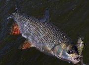 Chubby 38 Brown Suji Shrimp.jpg