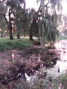 IMG_20150725_054809.jpg