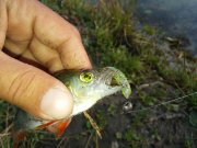 20150727_062137.jpg