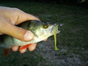 20150803_061456.jpg