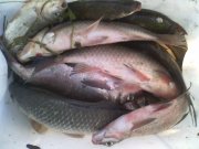 IMG_20150805_061528.jpg