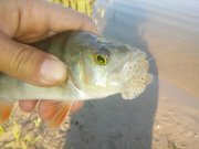 20150808_071333.jpg