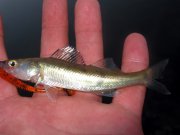 IMG_7323.jpg