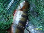 100_9251.JPG