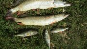 IMG_2811.jpg