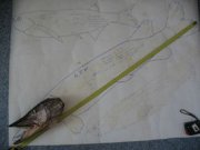 0000032870-96030-3556318-h200----1.jpg