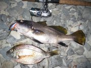 IMG_0579.jpg