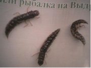 козак1.JPG
