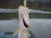 DSC02652.jpg