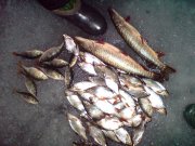 DSC00095.JPG