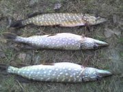 14-02-09_1418.jpg