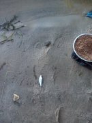 IMG_20150830_080653.jpg